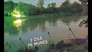 2 ZILE de Pescuit Pe MURES dupa Prohibitie 2022 - Prima partida la Turtoi, Lipitori, Porumb.