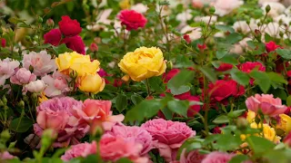 [4k]flowers beauty bloom || Amazing beauty is hidden in these flowers ||