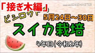 ドシロウトのスイカ栽培「接ぎ木・寄せ接ぎ編」5/23(日)〜5/30(土)