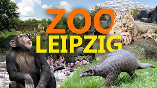 Zoo Leipzig - Der beste Zoo Deutschlands? | Zoo-Eindruck