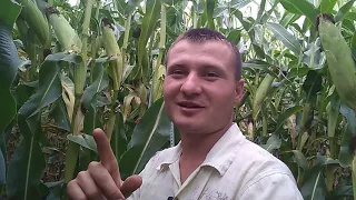 Як виростити МЕГА 👌👌КУКУРУДЗу🌽🌽 в засушливий рік... дивитися до кінця!!