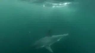 Акула в Крыму. The shark in Crimea