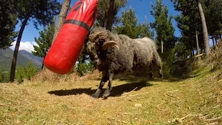 Angry Ram vs punching bag -  5 minute extended version