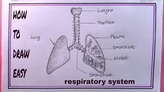 How to Draw Respiratory System/Human Respiratory System Diagram