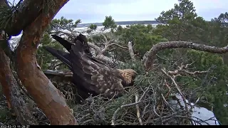 Гнездо беркута. Эстония - Golden eagle nest. Estonia