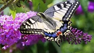 Butterflies and Flowers - 1 Hour Nature Meditation with Soothing Music