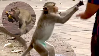Hungry Monkeys Are Stealing Food From People In Thailand