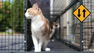 We Needed This Catio Improvement: A Tunnel!