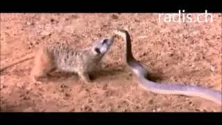 Meerkatzen  Die lustige Welt der Tiere