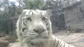 (white tiger) белый  тигр