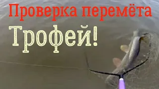 Поставил белого живца. Улов Супер!  Щуки! Судаки! Налимы! Перемёт.