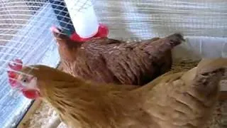 Clucking Chicken