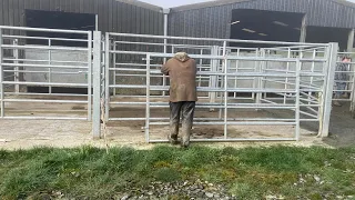 13 heavily pregnant cattle killed on the yard. The real toll of #TB on Welsh farming families.