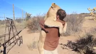 Löwin freut sich über Mensch