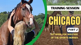 Training Chicago (Part 2): horse with trust issues
