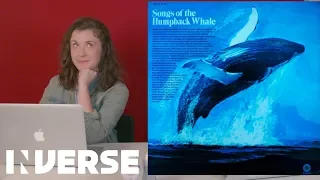 Humpback Whale Calls  vs. Whale Songs | Inverse