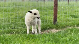 Unique Shalais Lambs @ Farmer  Palmer's Farm Park as seen on BBC News