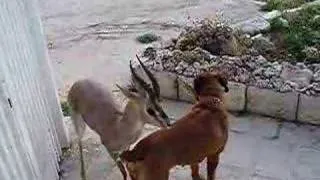 The deer and the dog