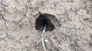 Very Aggressive Jumping Bull Ants (Mymecia)