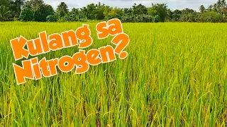 Paano makikilala ang kakulangan sa Nitrogen? Ano ang epekto nito sa Palay?| Agri Crops Doc
