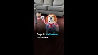 Dogs in Halloween costumes