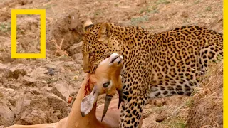 حيوانات أفريقيا المفترسة: الضبع المفقود | ناشونال جيوغرافيك أبوظبي
