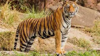 Tiger seen at khursapar gate ,Pench 🐅🐅🐅