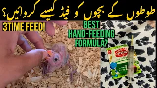 HOW TO HANDFEED RINGNECK,ALEXANDRINE CHICKS?| Tips & Tutorial |Chicks Season BY RDA|2022