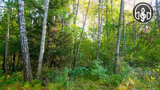 Soothing Sounds Of Morning Forest. Birds singing To Relieve Anxiety and Stress.