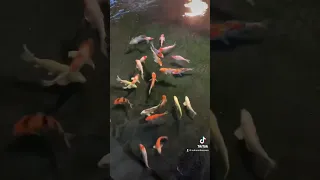 The difference between pet store koi and Breeder koi