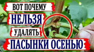 🍇 Стой! Не удаляй ПАСЫНКИ ВИНОГРАДА даже ОСЕНЬЮ! Существует три ВЕСКИЕ ПРИЧИНЫ Этого НЕ ДЕЛАТЬ.