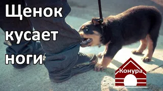 Щенок кусает ноги, щенок бросается