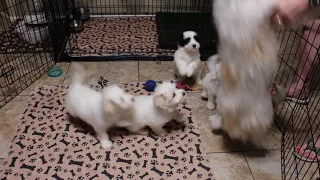 Coton de Tulear Puppies For Sale - Ivy 9/17/21