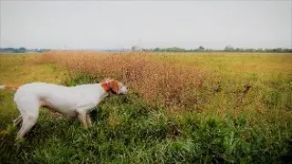 Охота с пойнтером на перепела и куропатку. Собака на охоте.