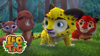 Leo & Tig - Сervo vermelho e mais episódios completos | Desenhos infantil 🐯🦁