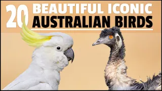 BEAUTIFUL Photos of 20 ICONIC Australian BIRDS by Bird Photographer Duade Paton