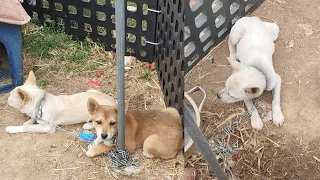 Terrified family dogs non stop trembling in fear. They were chained and raise for human foods!