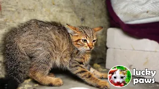 2 Angry Feral Kittens Hiss But Days Later They Become the Calmest Kittens in The World - Lucky Paws