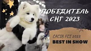 Международная выставка собак CACIB FCI 2023... Победитель СНГ 2023... International Dog Show 2023