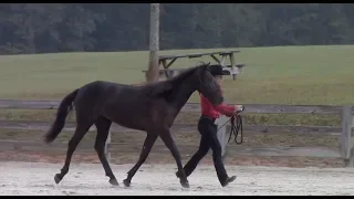 2019 Georgia Mustang Open | In-Hand Trail