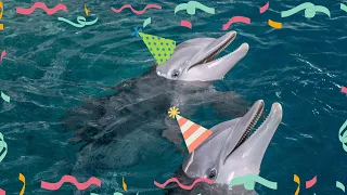 Winter the Dolphin's 15th Birthday - Winter & Hope's Birthday Bash