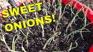 GROWING ONIONS IN CONTAINERS 🌱 MAKE 'EM BIG AND SWEET!