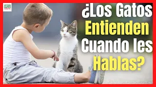 💝 ¿LOS GATOS ENTIENDEN CUANDO LES HABLAS? 💝 ¿DE VERDAD?