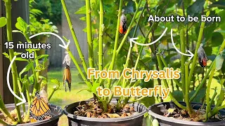 Monarch butterflies born and spreading their wings to fly | Chrysalis to butterfly metamorphosis