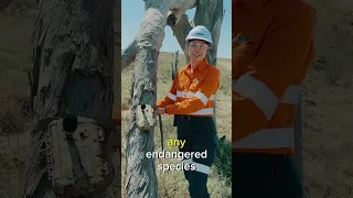 Monitoring endangered bats on rehabilitated mine land [NSW MINING]