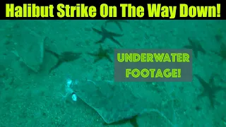 Halibut Strike On The Way Down! Underwater Footage! Alaskan Halibut Fishing - Juneau, Alaska!