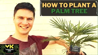 Mistakes to avoid when planting a palm tree.