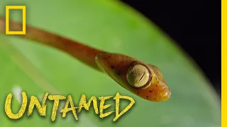 See This Snake's Heartbeat | Untamed