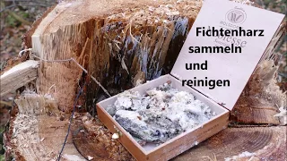 Fichtenharz sammeln und reinigen