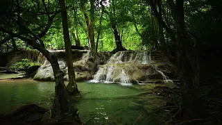 Pleasant Birds Chirping - Babbling Brook in the Forest - Reduces Stress and Anxiety